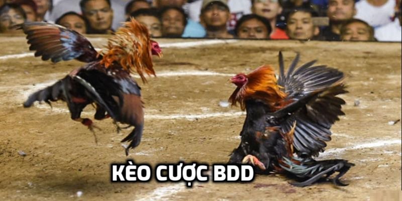 Cược đa dạng với tỷ lệ BDD