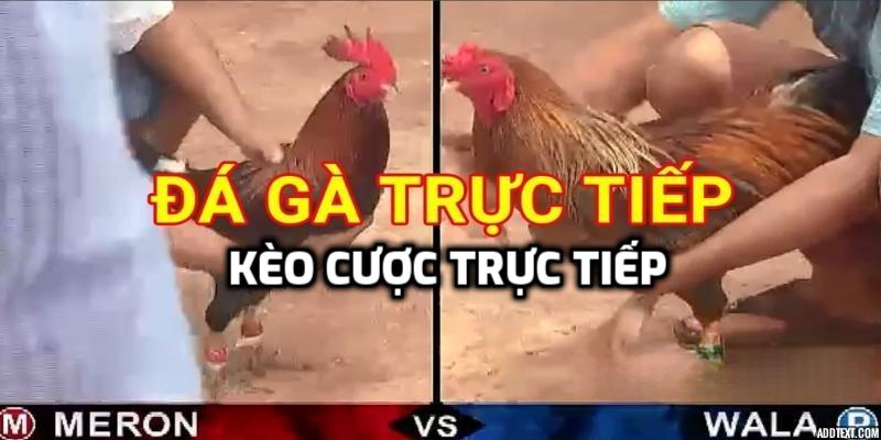 Kèo cược trực tiếp khi đang diễn ra trận đấu