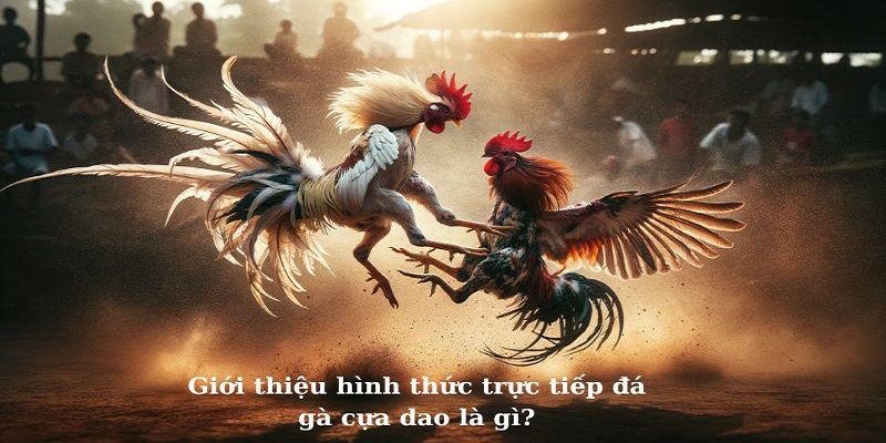 Tìm hiểu về đá gà cựa dao